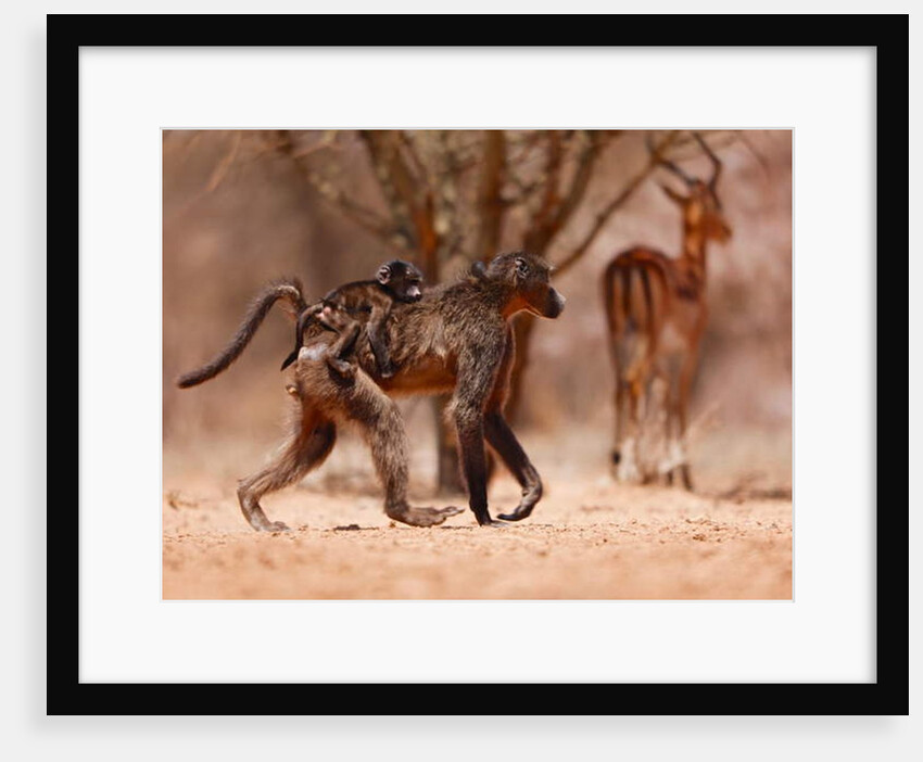 Baboon mother, 2019 by Eric Meyer