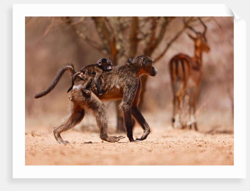 Baboon mother, 2019 by Eric Meyer