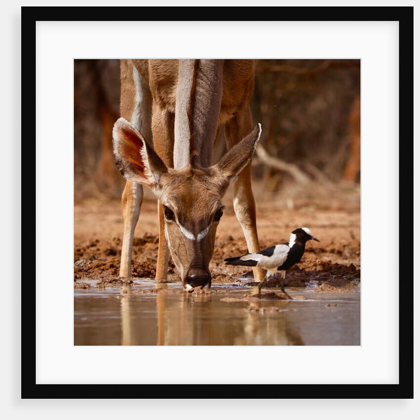 Pied Things, 2019 by Eric Meyer