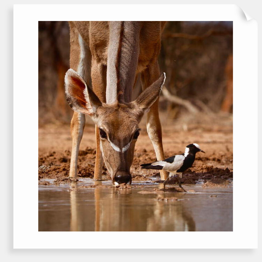 Pied Things, 2019 by Eric Meyer