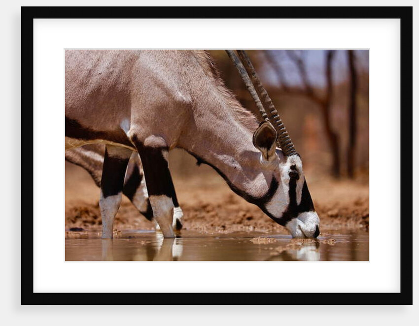 Oryx Drinking, Mount Etjo, 2019 by Eric Meyer