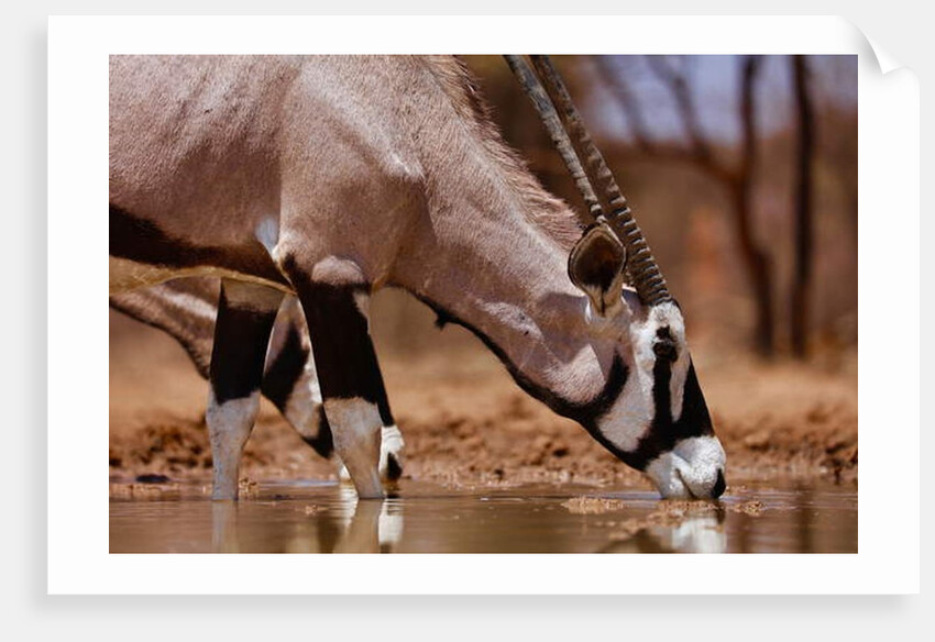 Oryx Drinking, Mount Etjo, 2019 by Eric Meyer