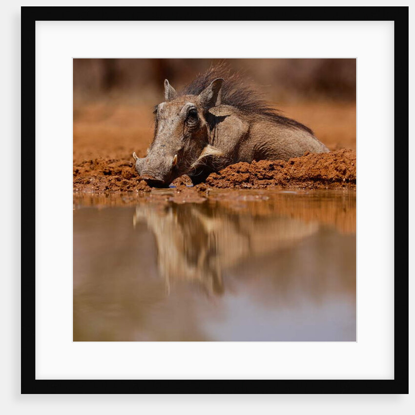 Wallow, 2019 by Eric Meyer