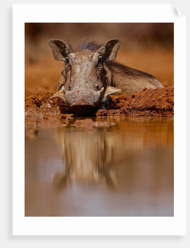 Happy Pig, 2019 by Eric Meyer