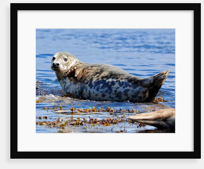 Grey ?, 2019 by Eric Meyer