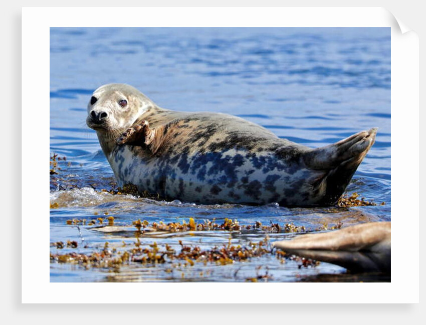 Grey ?, 2019 by Eric Meyer