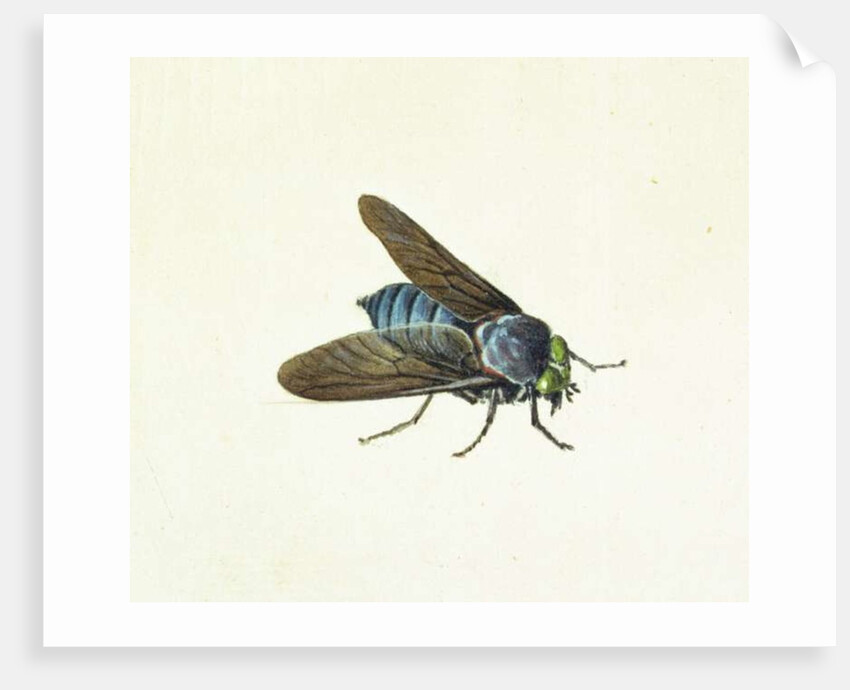 The Horsefly, 18th century by Georg Dionysius Ehret