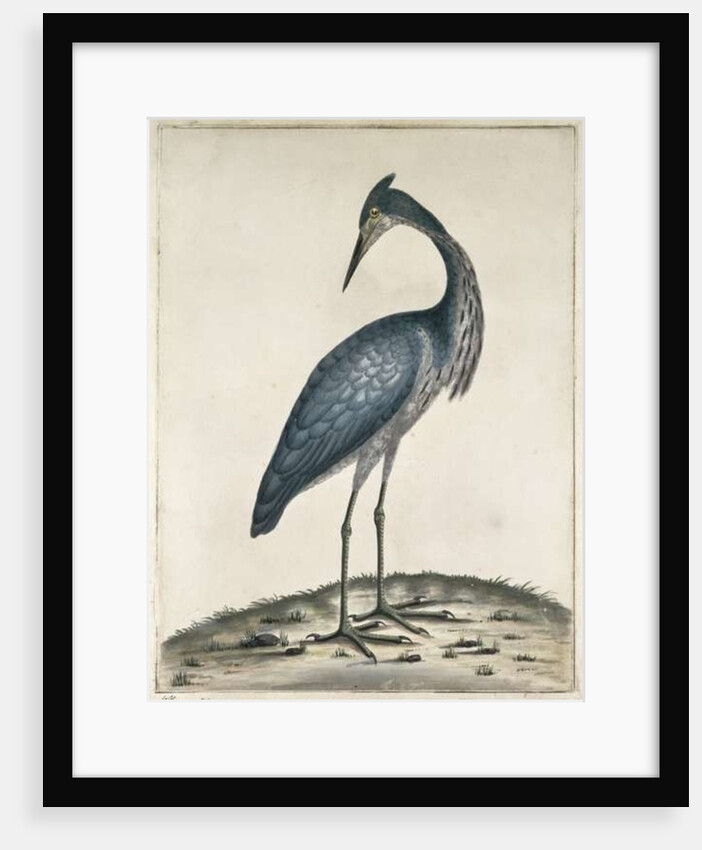 A Heron, 1789 by William Hayes