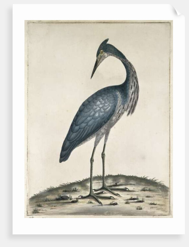 A Heron, 1789 by William Hayes