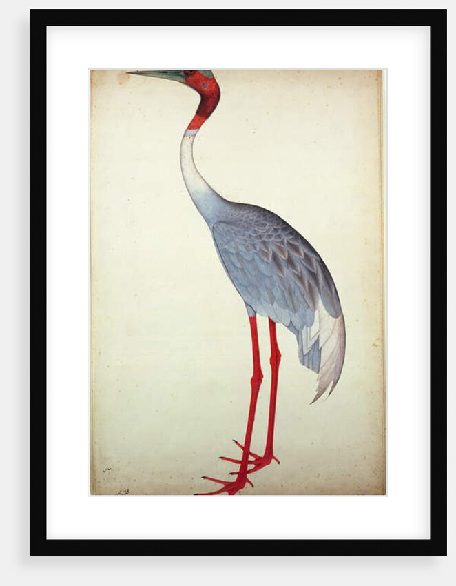 Sarus Crane, painted for Lady Impey at Calcutta, c.1780 by Shaikh Zain ud-Din (fl.1777-83)