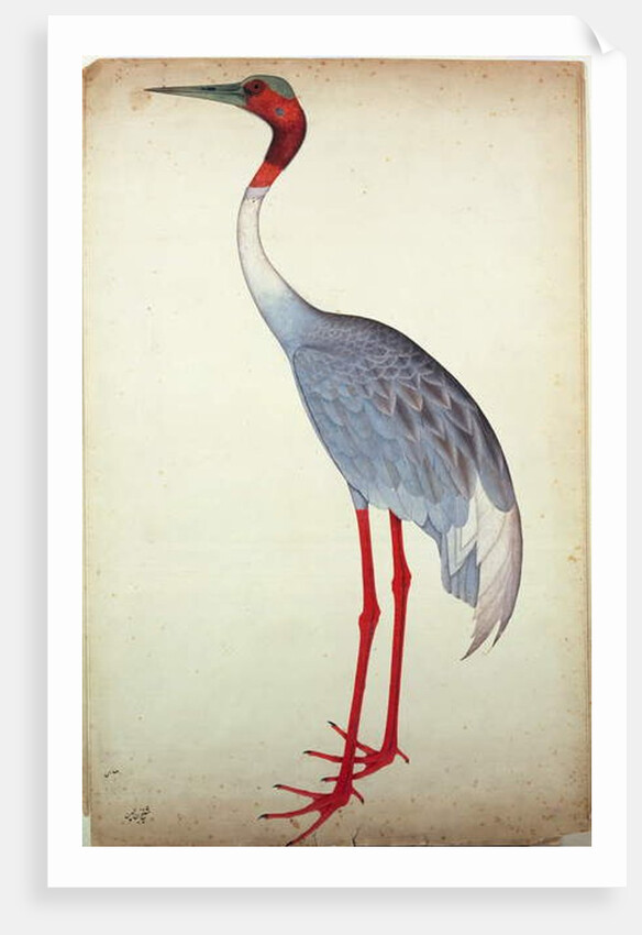 Sarus Crane, painted for Lady Impey at Calcutta, c.1780 by Shaikh Zain ud-Din (fl.1777-83)