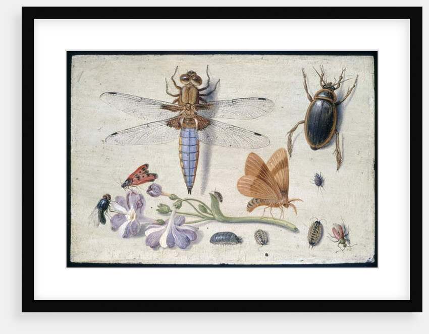 A Cockchafer, Beetle, Woodlice and other Insects, with a Sprig of Auricula, early 1650s by Jan van Kessel