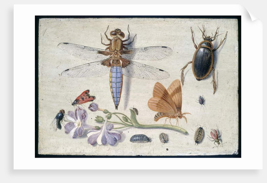 A Cockchafer, Beetle, Woodlice and other Insects, with a Sprig of Auricula, early 1650s by Jan van Kessel