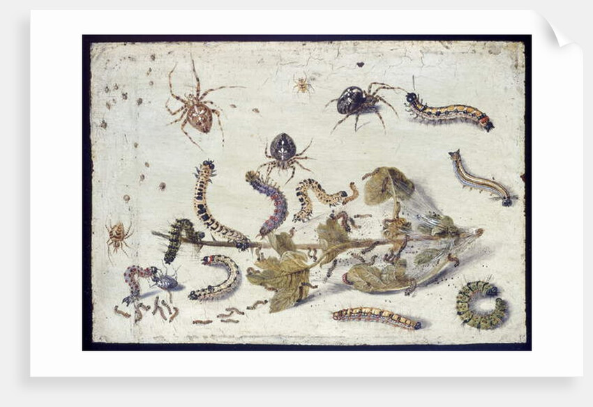 Various Spiders and Caterpillars, with a Sprig of Gooseberry, early 1650s by Jan van Kessel
