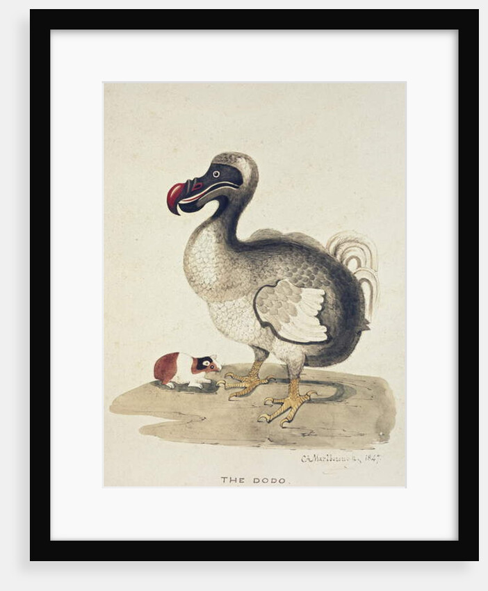 Study of a Dodo and a Guinea-pig, 1847 by Charlotte Augusta Duchess of Marlborough Spencer-Churchill