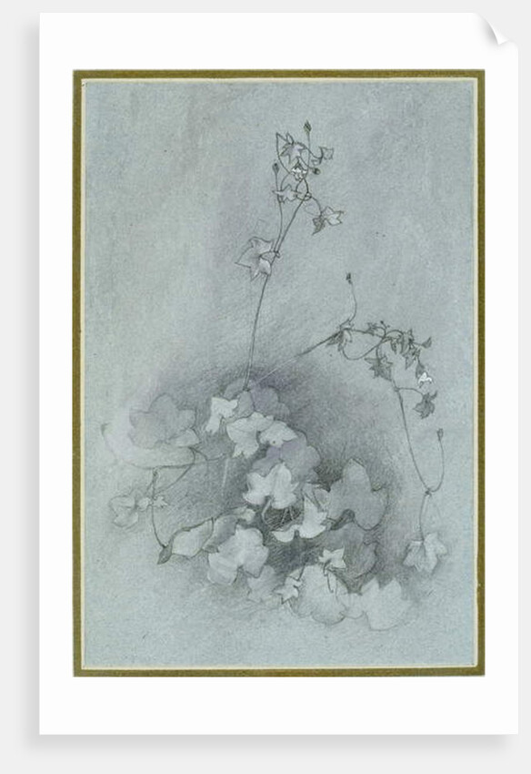 Ivy-Leaved Toadflax, 1852 by John Ruskin