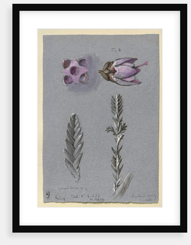 Four Studies of Ling, probably 14 September 1869 by John Ruskin