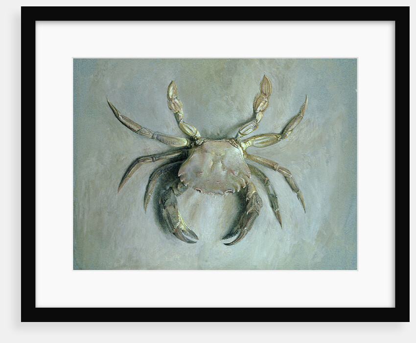 Velvet Crab, 1870-1 by John Ruskin