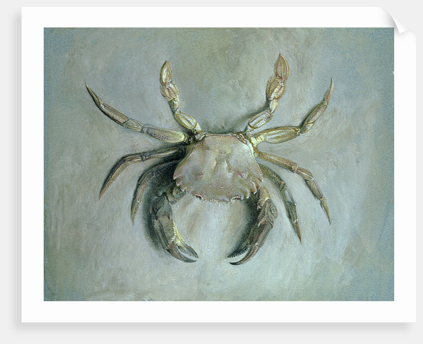 Velvet Crab, 1870-1 by John Ruskin