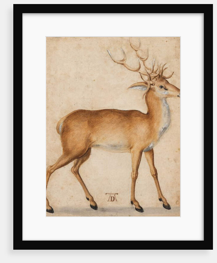 A Stag, 1551-1600 by Albrecht Dürer or Duerer