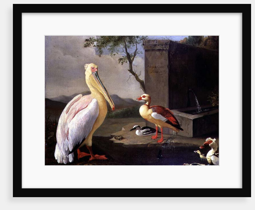 Oriental Birds by Adrian Coorte