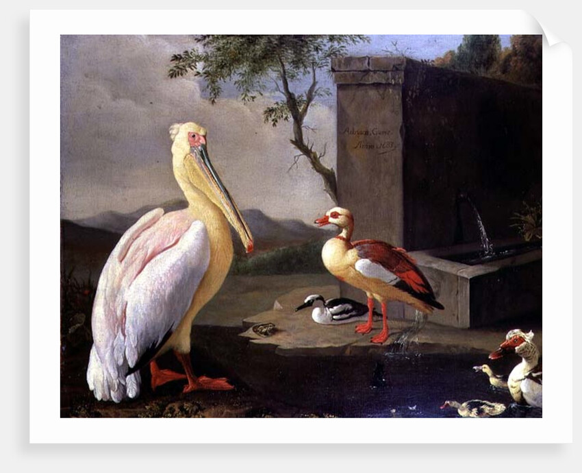 Oriental Birds by Adrian Coorte