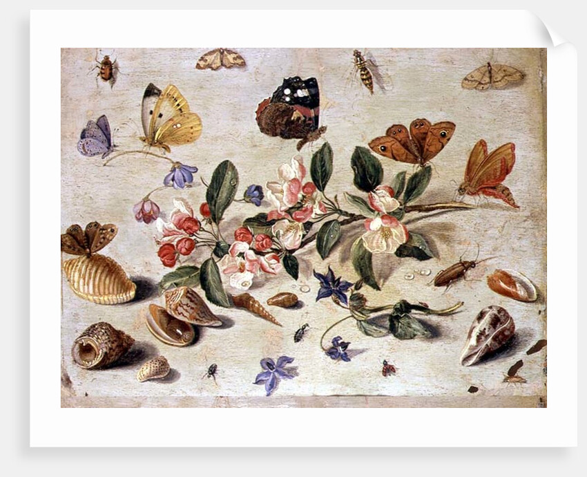 A Study of Flowers and Insects by Jan van the Elder Kessel