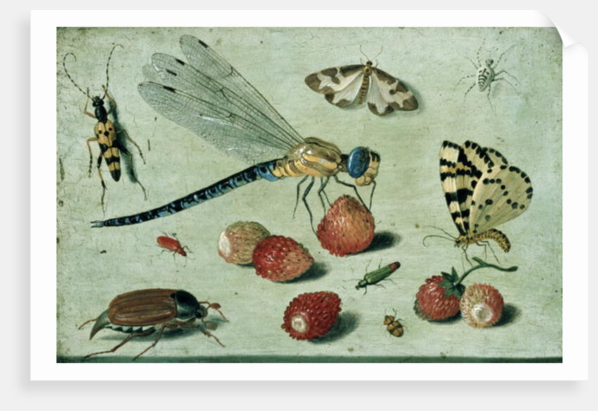A Dragon-fly, two Moths, a Spider and some Beetles, with wild Strawberries, 17th century by Jan van the Elder Kessel