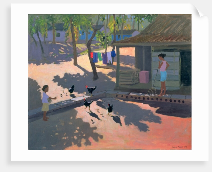 Hens and Chickens, Cuba, 1997 by Andrew Macara