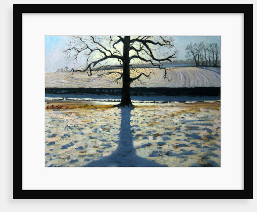 Tree and Shadow, Calke Abbey, Derbyshire by Andrew Macara