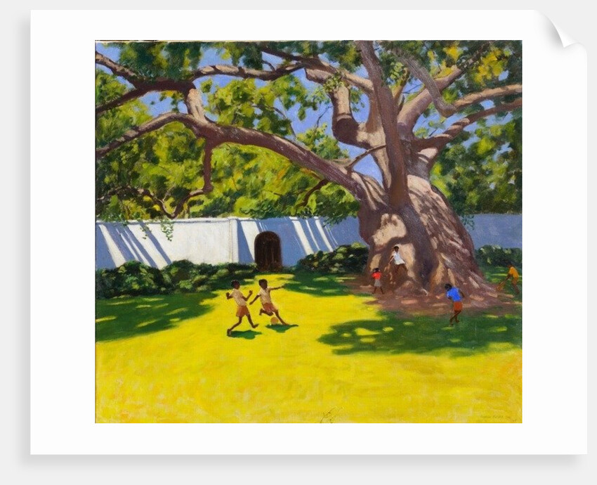 Ancient Campor Tree, Vergelegen Estate, South Africa, 2010 by Andrew Macara