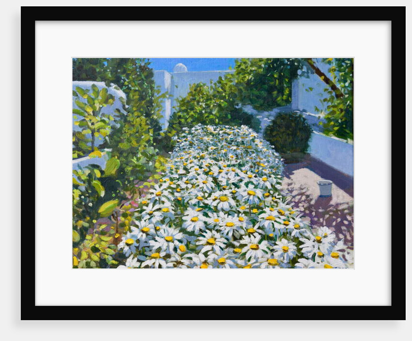 Daisies, 2018 by Andrew Macara