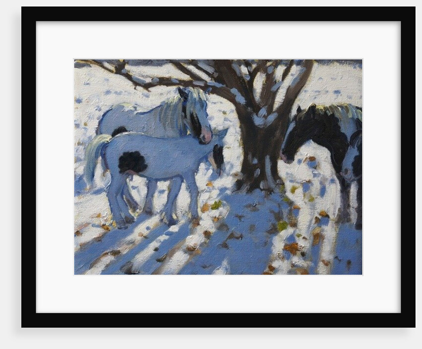 Skewbald Ponies in Winter, 2012 by Andrew Macara
