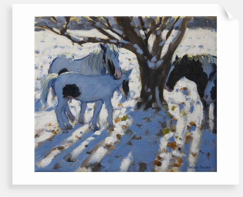 Skewbald Ponies in Winter, 2012 by Andrew Macara