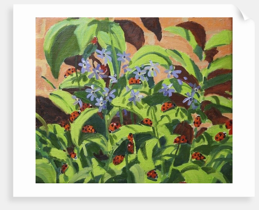 Ladybirds, 2013 by Andrew Macara