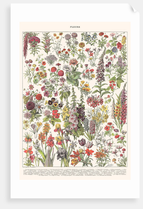 Fleur I - ASTER EDITION, 2023 by Florent Bodart