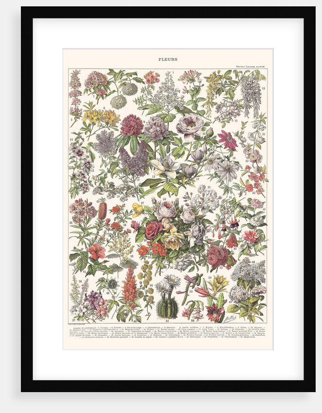 Fleurs II - ASTER EDITION, 2023 by Florent Bodart