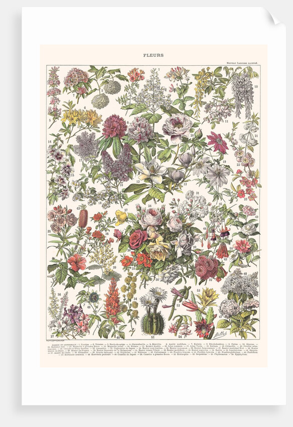 Fleurs II - ASTER EDITION, 2023 by Florent Bodart