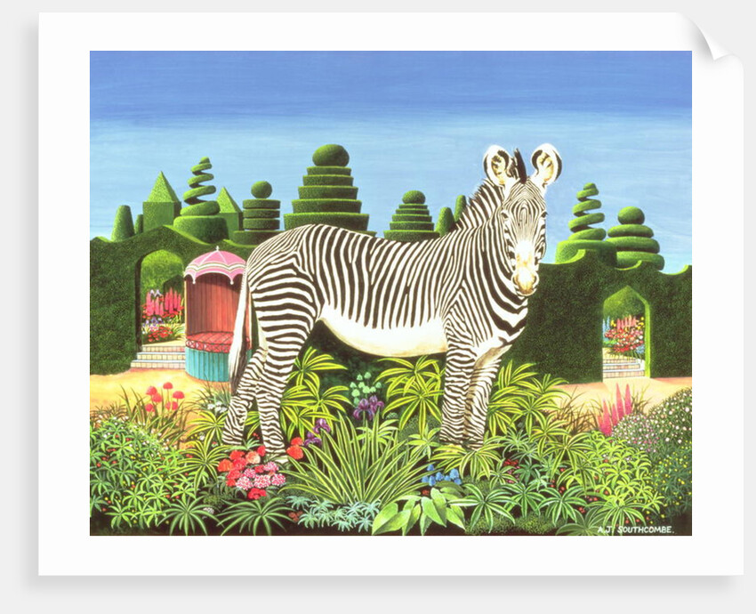 Zebra in a Garden, 1977 by Anthony Southcombe