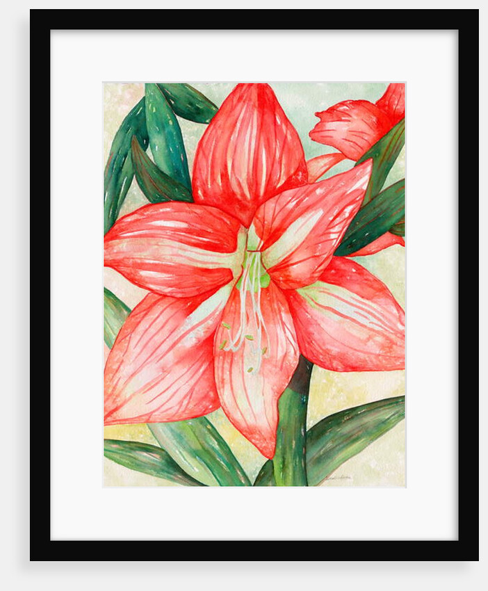 Amaryllis, 2005 by Deborah Eve Alastra