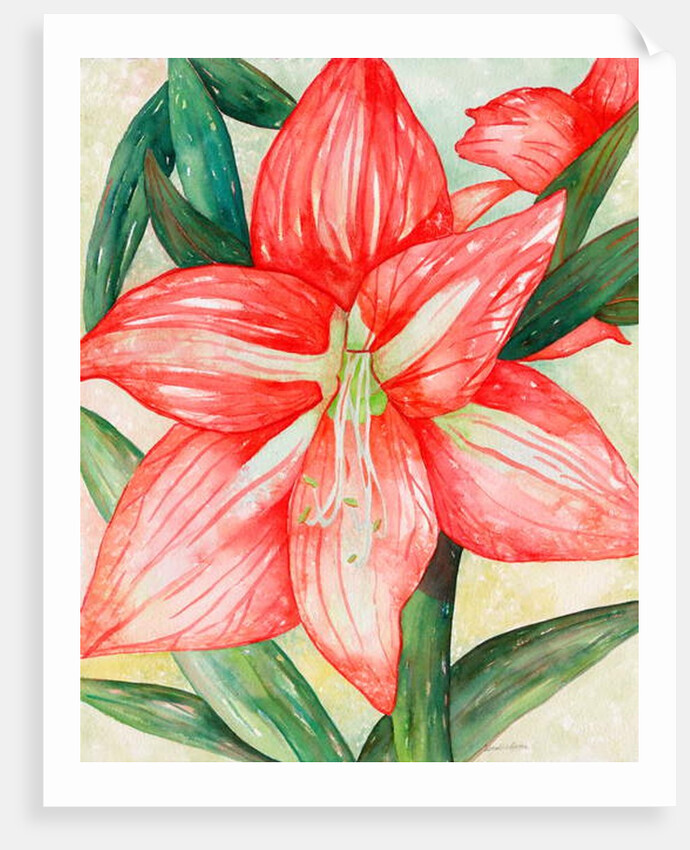 Amaryllis, 2005 by Deborah Eve Alastra
