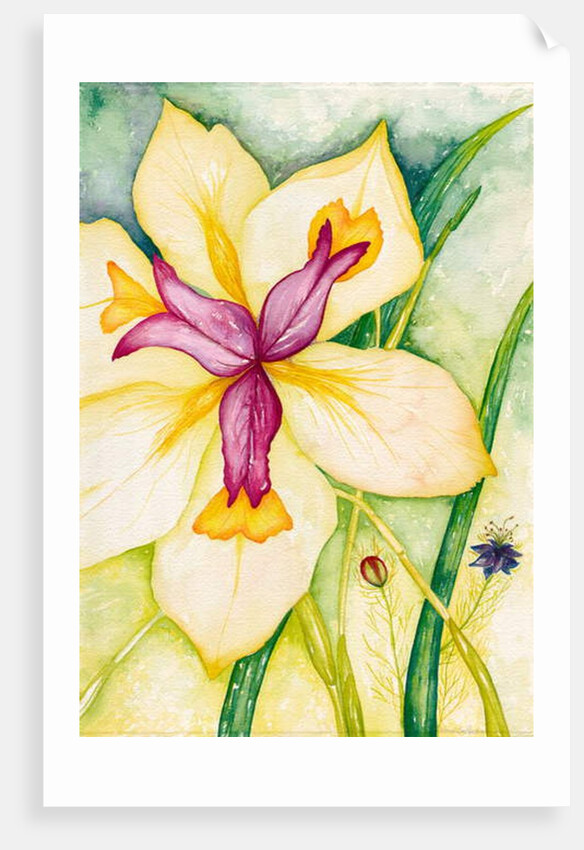 Lily and Friends, 2007 by Deborah Eve Alastra
