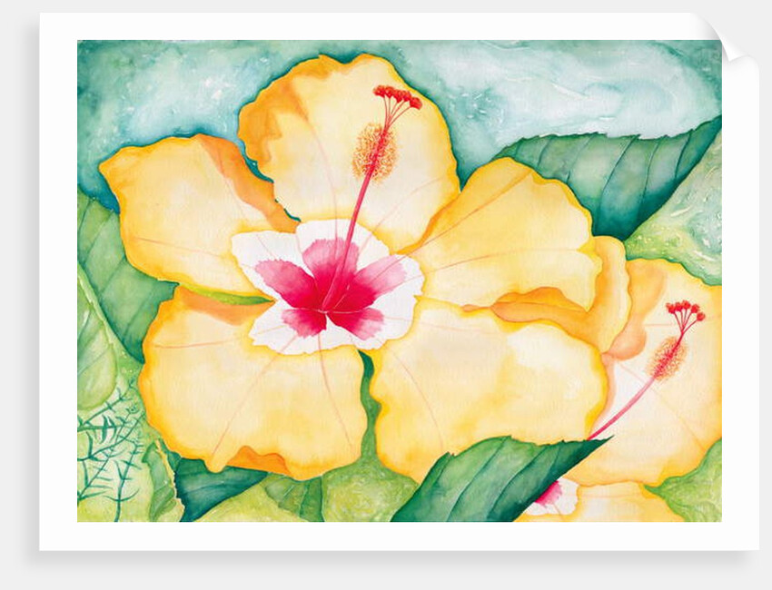 Yellow Hibiscus, 2006 by Deborah Eve Alastra