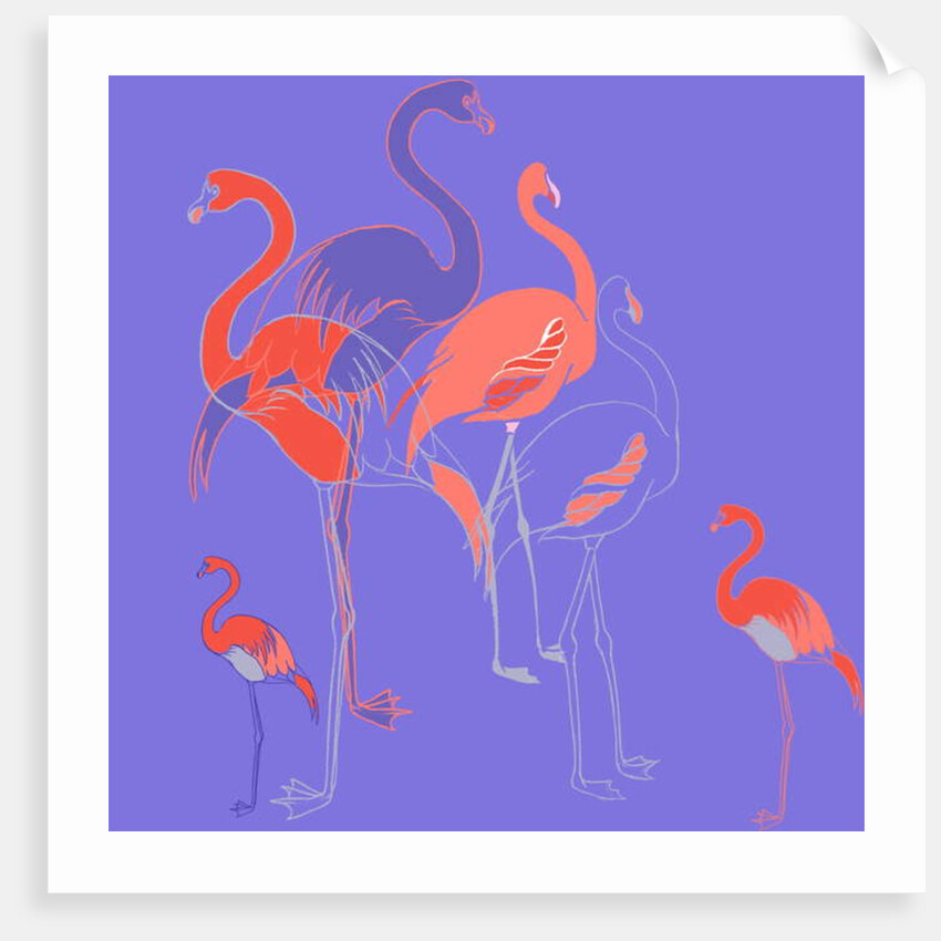Flamingoes by Anna Platts
