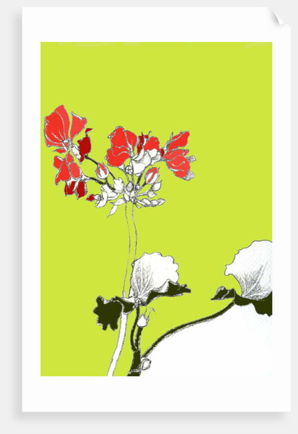Geranium by Anna Platts