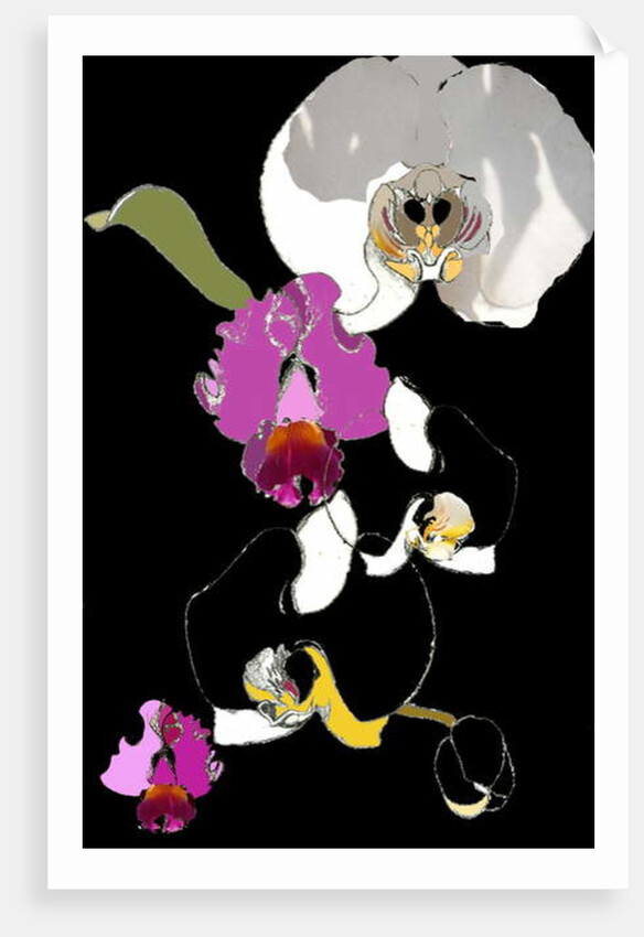 Orchid by Anna Platts