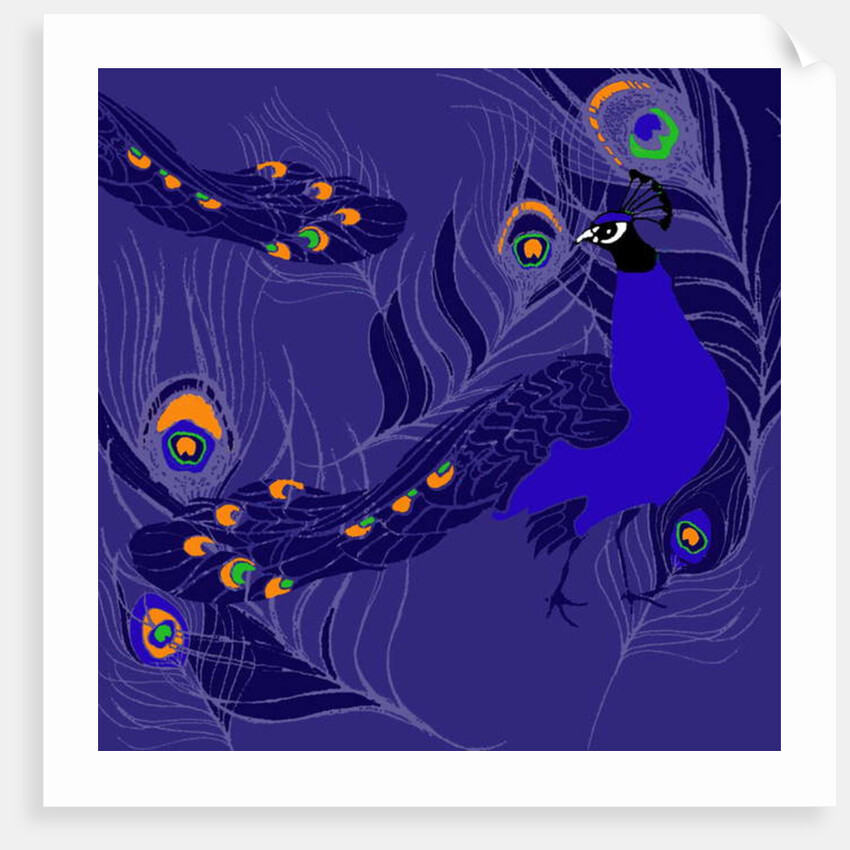 Peacock by Anna Platts