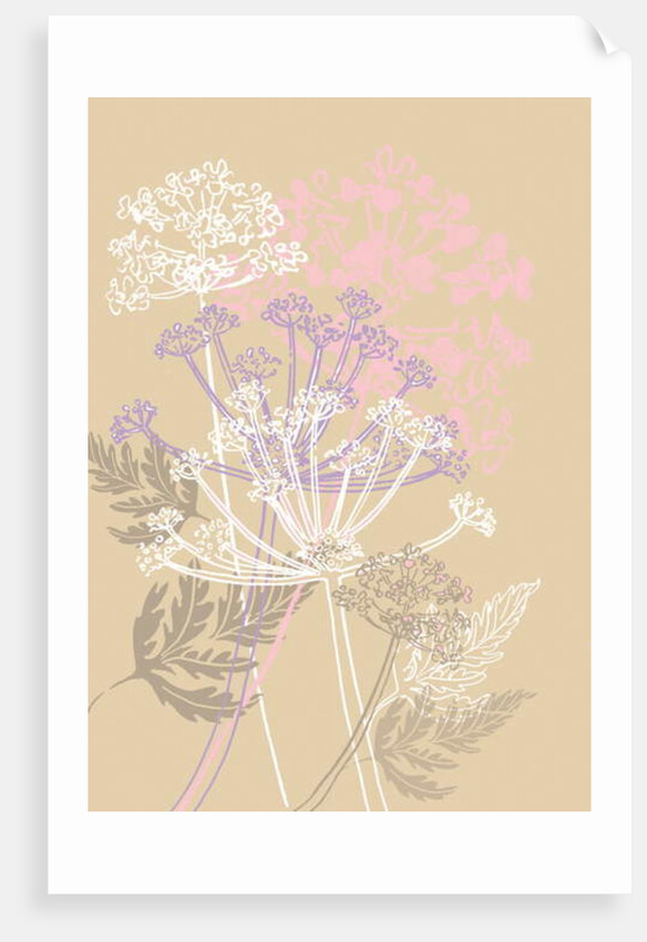 Cow Parsley, 2013 by Anna Platts