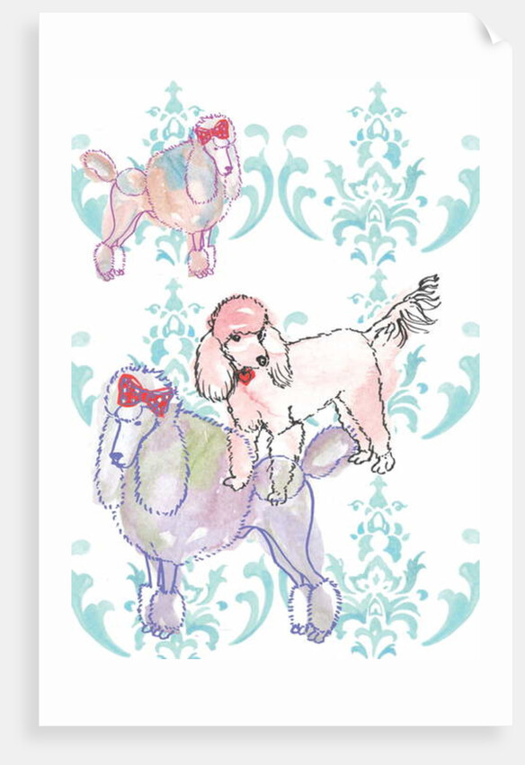 Poodles, 2013 by Anna Platts