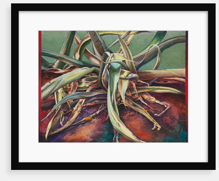 Century Plant, 2011 by Frances Ferdinands